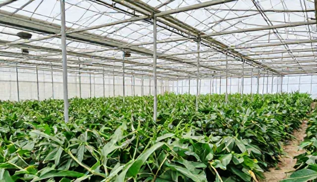 重视技术更新：项目咨询中的品牌建设建议